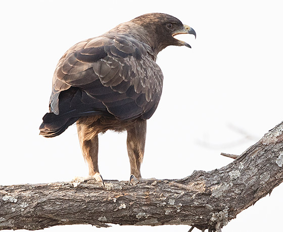 Wahlberg's Eagle